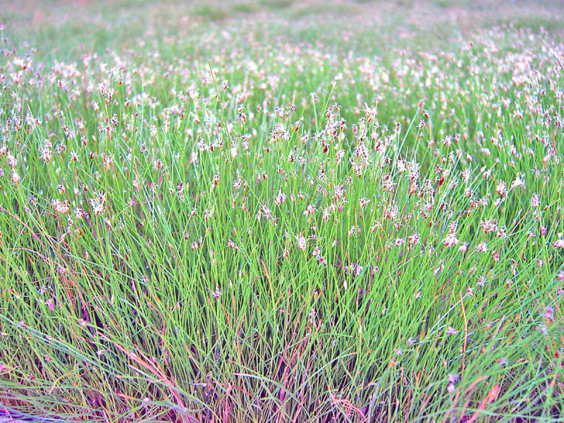 Nadelsimse - Eleocharis acicularis